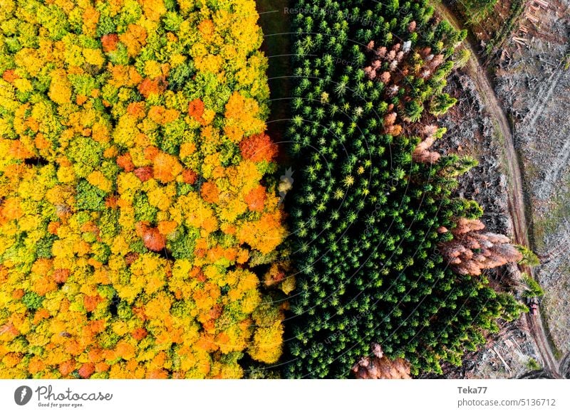 Mischwald und Nadelwald mischwald nadelwald von oben klimawandel drone natur von oben borkenkäfer gesunder wald kranker wald herbst