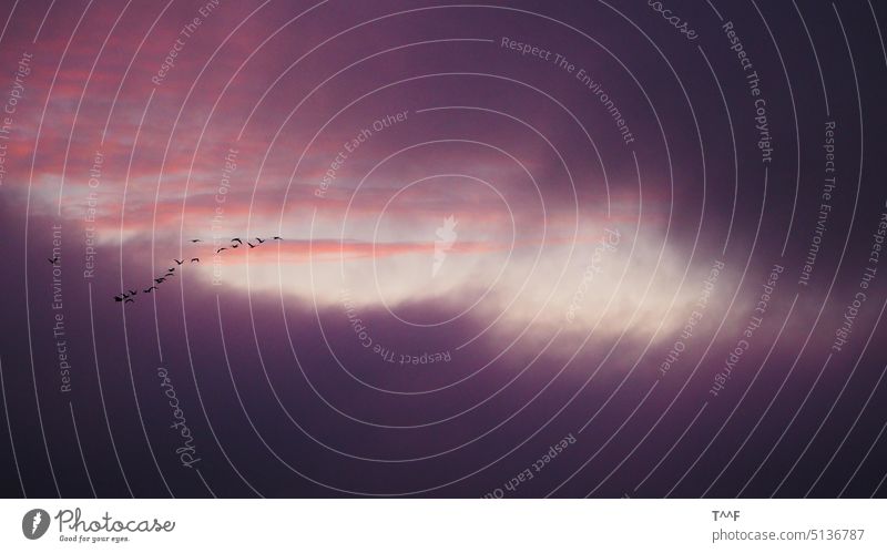 Gänse ziehen am Morgen zu den Futterplätzen vor einem lilafarbenen Himmel Loch im Himmel Morgenhimmel roter Himmel lila Himmel Morgenröte Sonnenaufgang Wolken