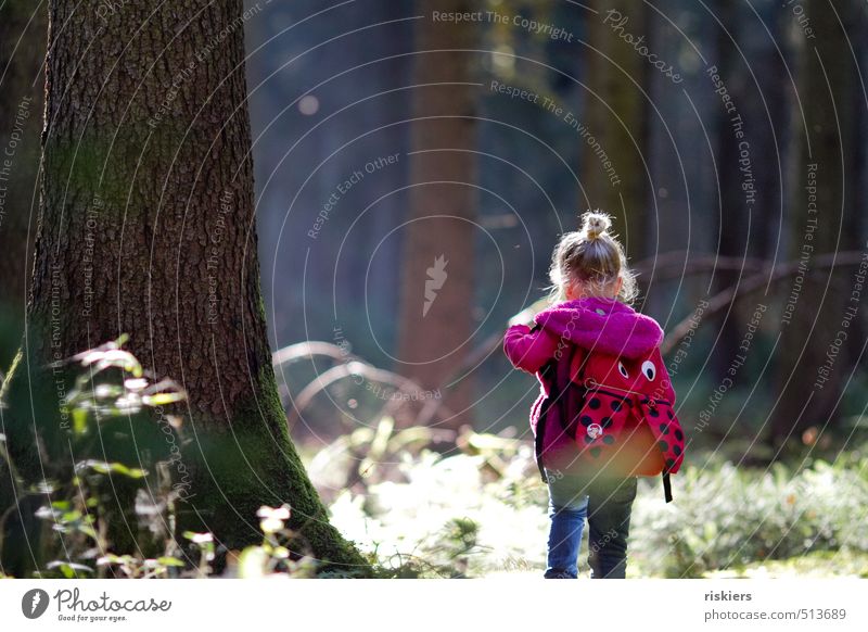 waldkind Mensch feminin Kind Mädchen Kindheit 1 3-8 Jahre Umwelt Natur Landschaft Herbst Schönes Wetter Baum Wald entdecken Erholung gehen wandern frei