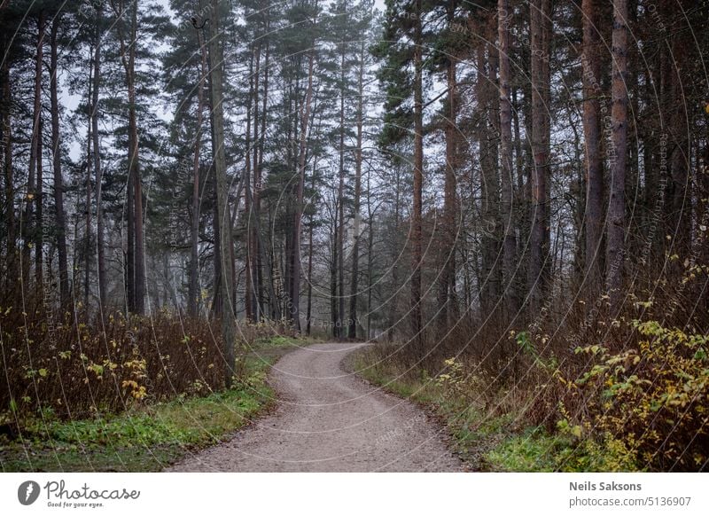 neblige Herbstperspektive zwischen Kiefern Straße Bäume Pinienwald Perspektive Gras Land Serpentinen farbenfroh Rüssel Brennholz Nutzholz grün im Freien Holz