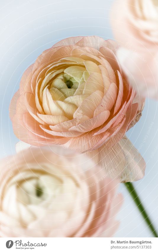 Floristenranunkel, Asiatischer Hahnenfuß (Ranunculus asiaticus), Gartenform Sorte krautig ausdauernd Staude giftig Zierpflanze Schnittblume Ranunculaceae