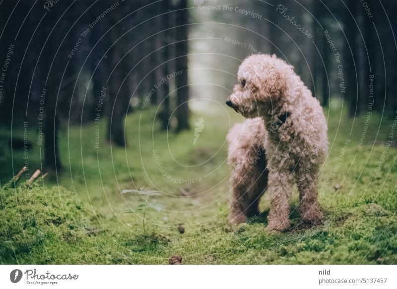 Beige-brauner Kleinpudel im Wald Natur Außenaufnahme Tierporträt Farbfoto Moosteppich Analogfoto Kodak Umwelt beobachten Hund Pudel Haustier niedlich