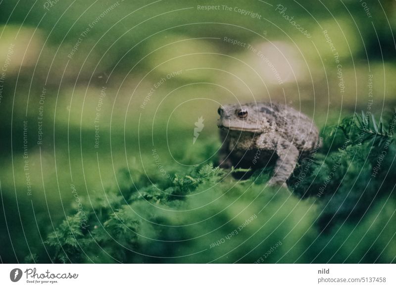 Kröte im Wald Natur Amphibie Außenaufnahme Wildtier Tierporträt Nahaufnahme Farbfoto Frosch Waldbewohner Moosteppich dick bauchig glupschaugen Analogfoto Kodak