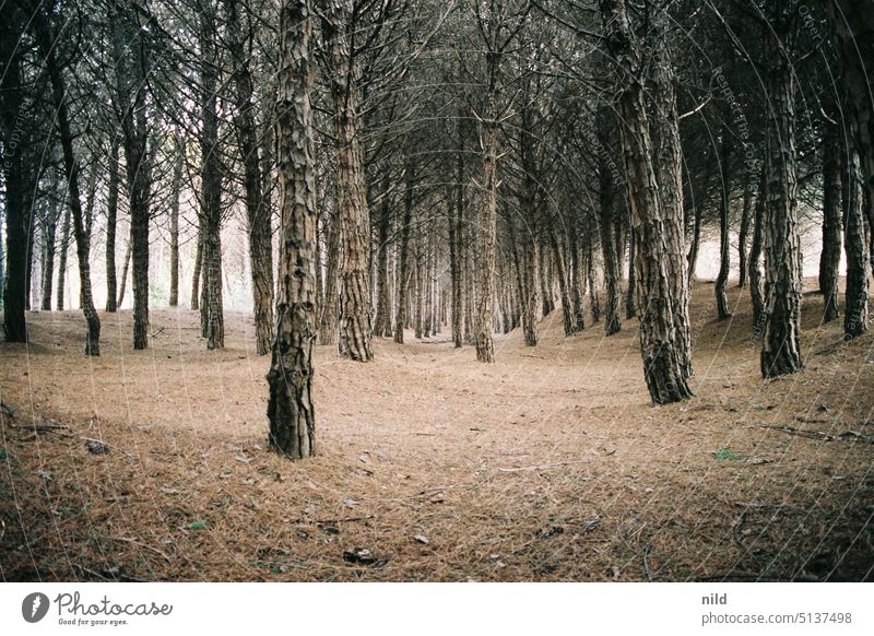 Spiaggia Brussa, Pinienwald Wald Bäume Landschaft Natur Naturschutzgebiet Naturerlebnis Menschenleer Umwelt Außenaufnahme Italien Norditalien Strand