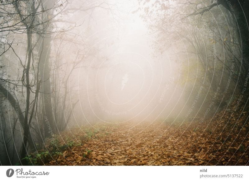 Dichter Nebel in herbstlichem Wald Waldweg Herbst Landschaft Natur Baum Menschenleer wandern Erholung Einsamkeit Licht Wege & Pfade Bäume Fußweg Laubwald laub