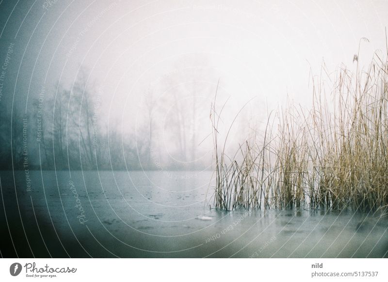 Alter Rhein in Vorarlberg, winterliche Landschaft Kälte Raureif Winter Nebel neblig Neblige Landschaft Winterstimmung Menschenleer Natur gefroren Wintertag