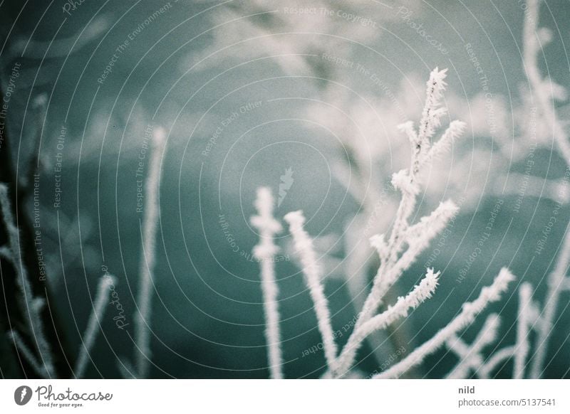 Raureif an einem kleinen Ast im Detail Winter Außenaufnahme Kälte kälteeinbruch Natur Winterstimmung Frost gefroren winterlich frostig Pflanze Eiskristall