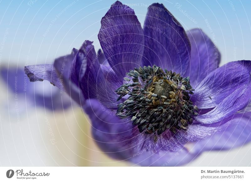 Die Kronenanemone (Anemone coronaria) oder Gartenanemone, gehört zur Gattung Windröschen (Anemone) blau variabel Blüte blühen ausdauernd krautig Ranunculaceae