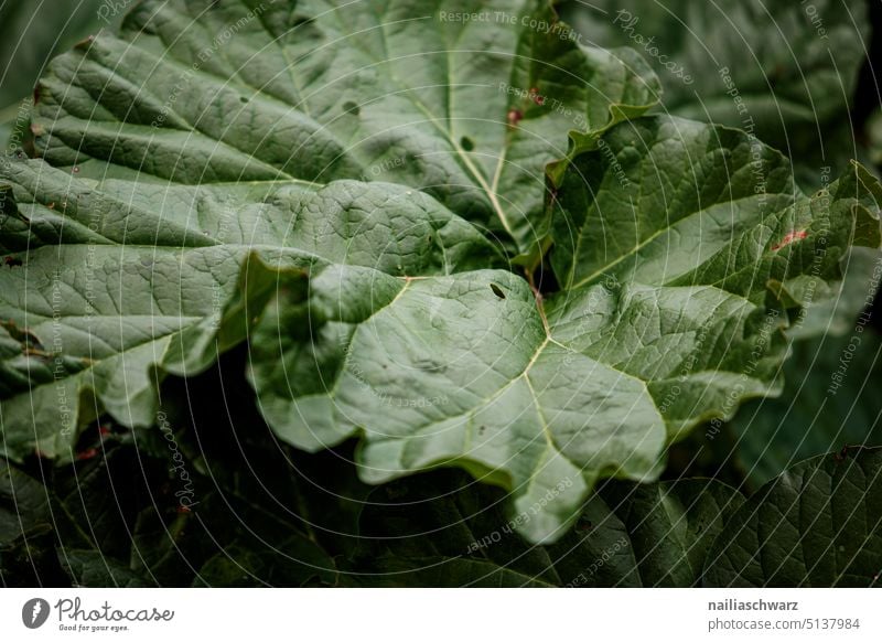 Gemeiner Rhabarber Blatt im Garten Pflanze im Freien sprießen neu essbar Gartenarbeit Wachstum Ernährung Ackerbau saisonbedingt Lebensmittel rot Gesundheit