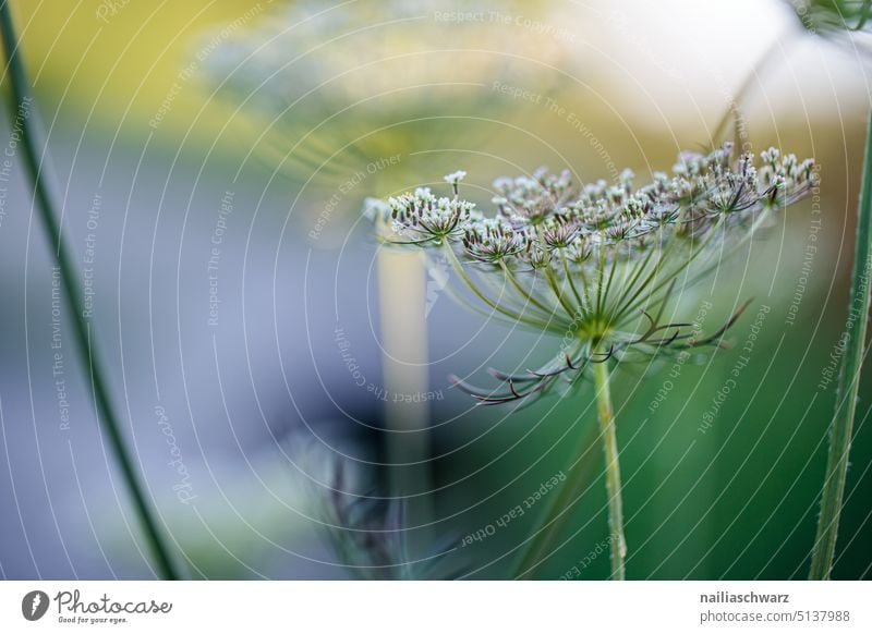 Wilde Möhre Natur Nahaufnahme Pflanze schön Außenaufnahme Wiese Gras zartes Grün Heilpflanzen filigran krautig Park Feld ästhetisch wild Blume Sommer Frühling