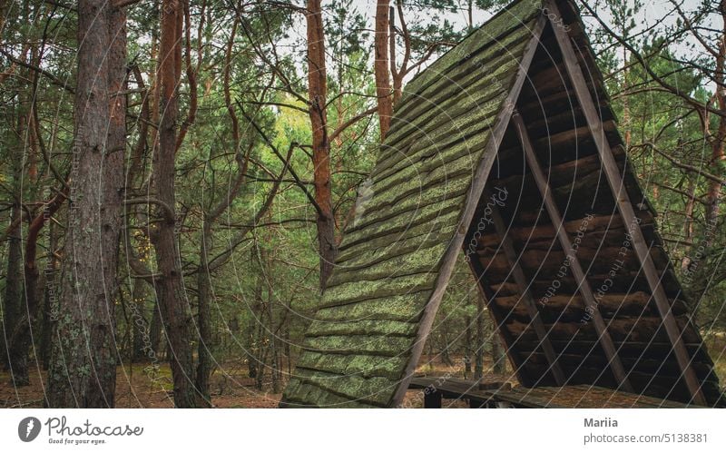 Nische im Wald #Alkoven #Tabelle #Wald #Kiefer #Baum #Pflanzen #Grünzeug Herbst Holz Nadeln Moos Niederlassungen