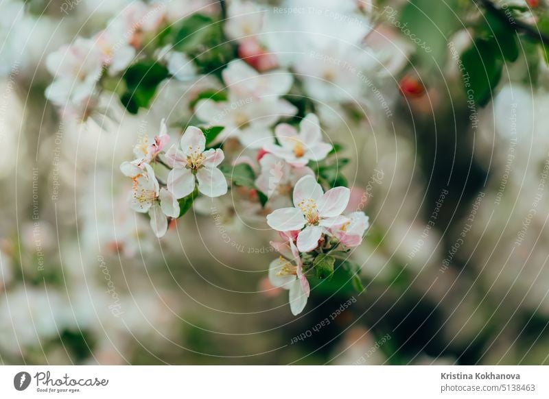 Frühling Ostern weißen Blüten der Apfelblüte auf Garten natürlichen Hintergrund. Blühende Ansicht. Blühende, sich öffnende Blütenblätter auf Zweigen Baum.