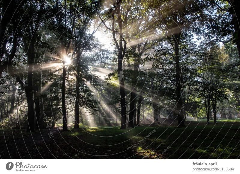 Strahlenstern | Nebel bricht Sonnenschein zu Strahlen zwischen Bäumen Sonnenlicht Sonnenstrahlen Nebelschleier Natur Licht Morgen Sonnenaufgang Landschaft Park