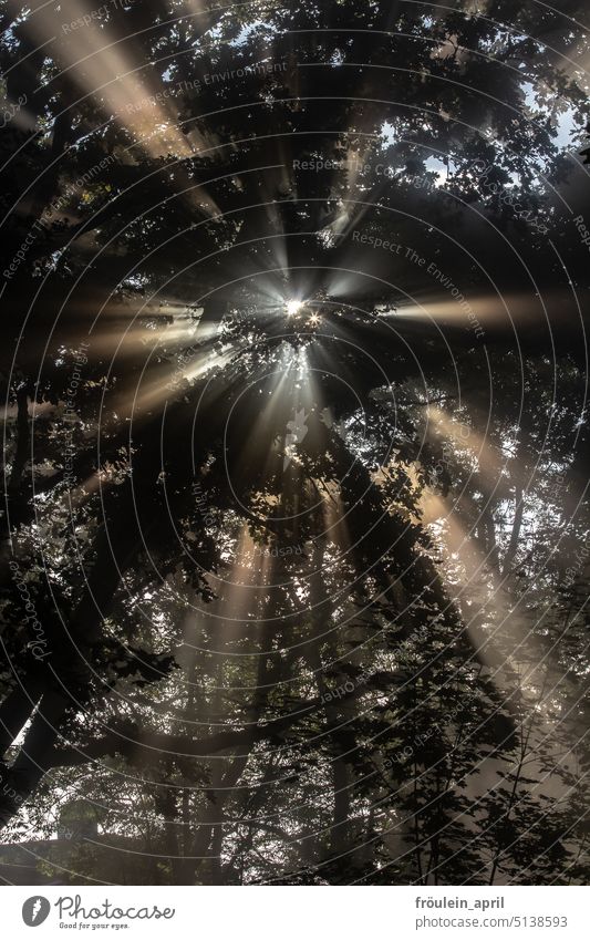 Lichtblick | Sonnenstrahlen brechen bei Nebel durch Baumkronen Sonnenlicht Natur Wald Morgen Lichterscheinung Schatten Park Außenaufnahme Kontrast