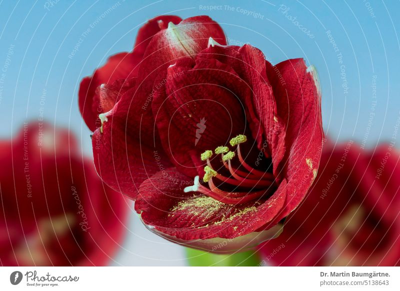 Hippeastrum aulicum, ein Klon ohne grünen Blütenschlund aus dem Bundesstaat São Paulo Brazilien Ritterstern untypisch blühen Blume Pflanze giftig Amaryllis