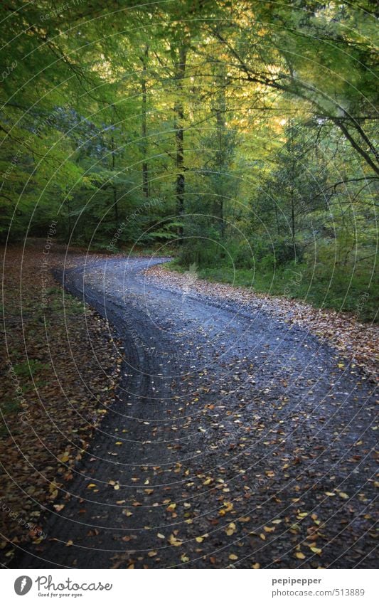 (weg)gehen Ausflug wandern Natur Landschaft Erde Herbst Wetter Schönes Wetter Wind Pflanze Baum Sträucher Blatt Wald Wege & Pfade dunkel grün Angst