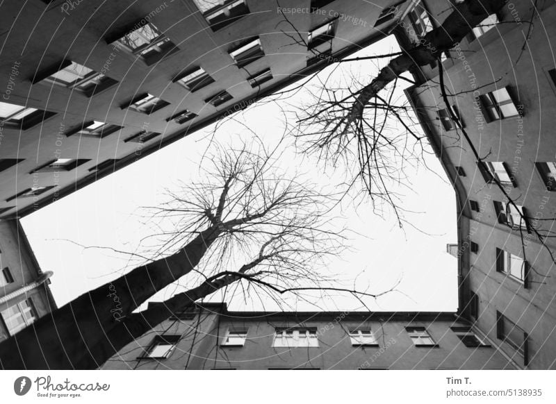 Hinterhof Berlin Prenzlauer Berg Winter Baum Wintertag s/w b/w unsaniert Baumstamm Schwarzweißfoto Stadt Tag Stadtzentrum Außenaufnahme Menschenleer Hauptstadt