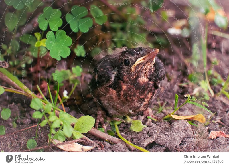 Eine junge Amsel hockt im Beet und wartet .. Turdus merula Jungvogel Vogeljunges Natur Singvogel Tier Wildtier Tierjunges 1 Vogel 1 Tier braune Federn Wildvogel