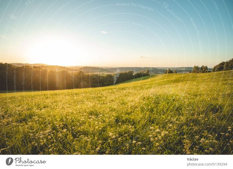 Blühendes Feld mit gelben Blumen bei Sonnenuntergang im Osten der Tschechischen Republik. Ein friedlicher Ort der Entspannung. Ein Hauch von Natur und warmer Sonne