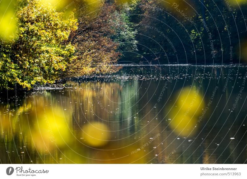 Bärensee 2013 | Herbstspots Umwelt Natur Landschaft Pflanze Wasser Schönes Wetter Baum Sträucher Blatt Wald Seeufer leuchten verblüht nass natürlich schön Wärme