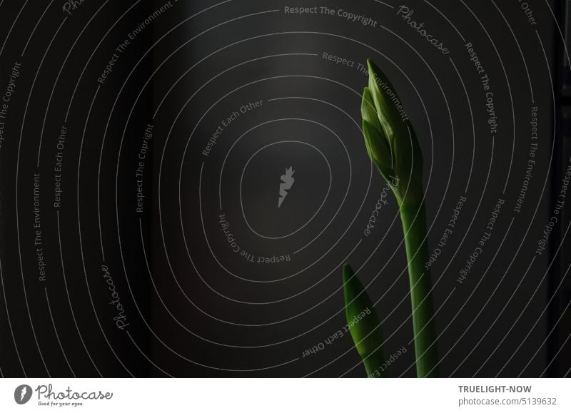 Zwei noch geschlossene Knospen einer weißen Amaryllis im schwachen Licht der Morgendämmerung Hippeastrum Amaryllidaceae Amaryllisgewächse Pflanze Blume