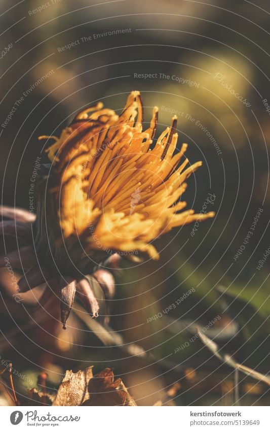 Fast geöffnete Löwenzahnblüte Blume Natur Makroaufnahme Pflanze Nahaufnahme Außenaufnahme Farbfoto Blüte Wiese Garten Wildpflanze gelb natürlich