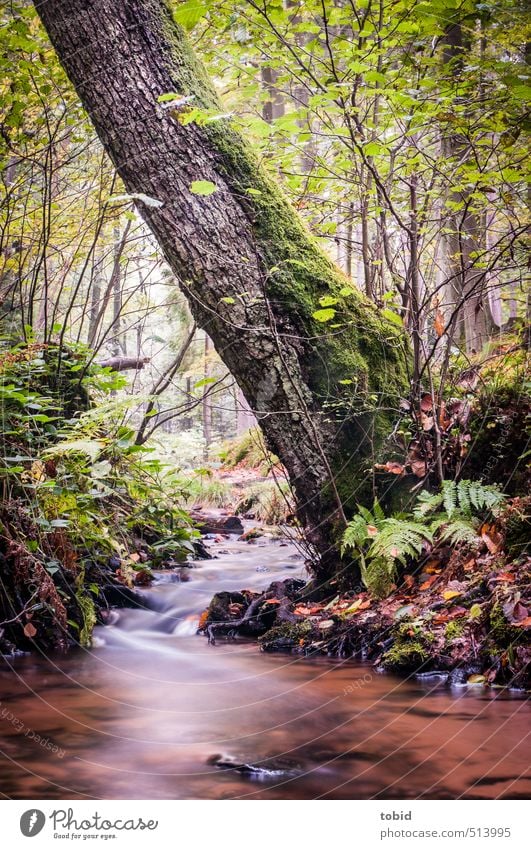 Black Forrest Ferien & Urlaub & Reisen Ausflug wandern Umwelt Natur Pflanze Wasser Sommer Herbst Schönes Wetter Baum Sträucher Moos Efeu Farn Blatt Grünpflanze