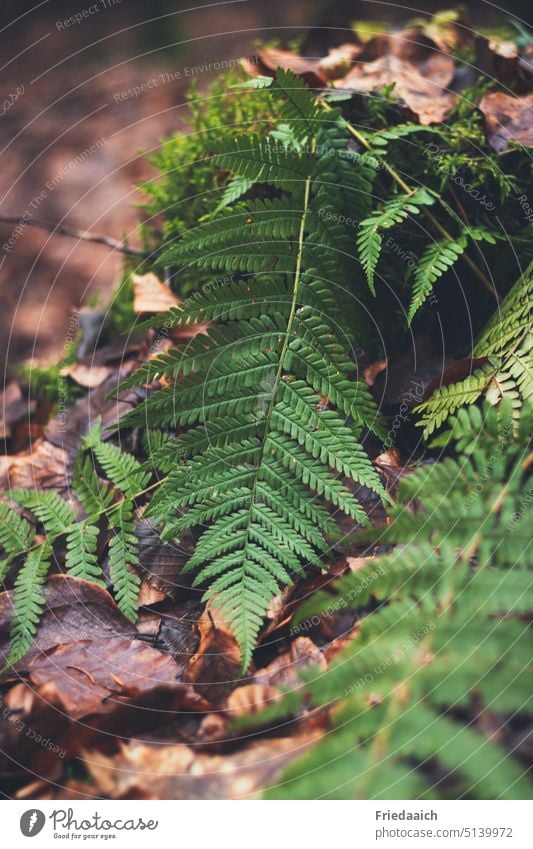 Grüner Farn auf Waldboden mit braunen Blättern Farnblätter grün Pflanze Natur Grünpflanze Wildpflanze Umwelt natürlich braune blätter Farbfoto Außenaufnahme