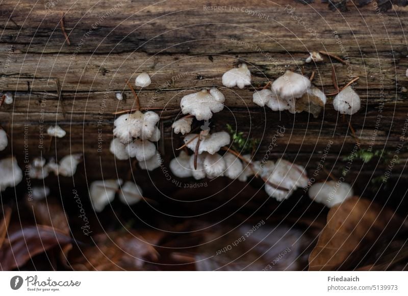 Altes Holz mit kleinen weißen Pilzen und braunes Laub im Vordergrund Waldboden Baumpilze Laubwerk Baumstamm Natur Umwelt Außenaufnahme Pflanze Landschaft Tag