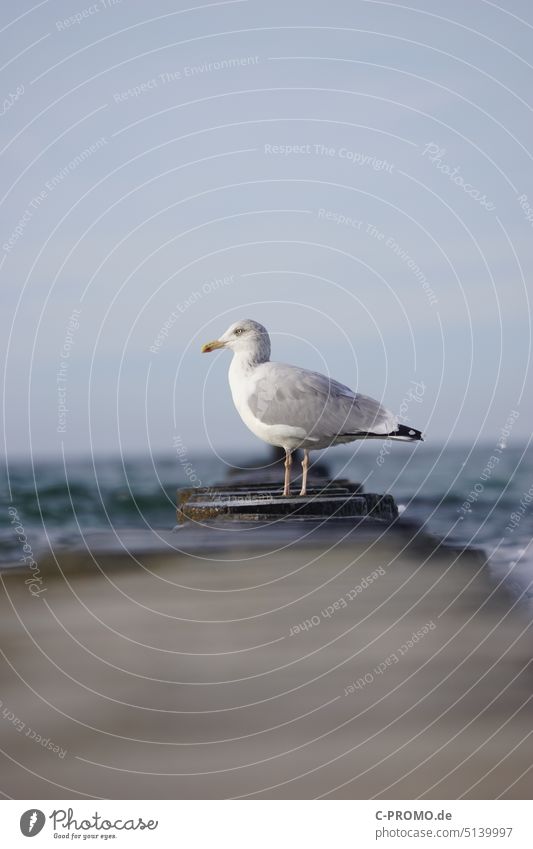 Möwe im Sonnenlicht auf Buhnen ostsee Ostsee Vogel sonnenlicht Himmel Textfreiraum oben Tier Außenaufnahme Meer Menschenleer tiefenschärfe Farbfoto