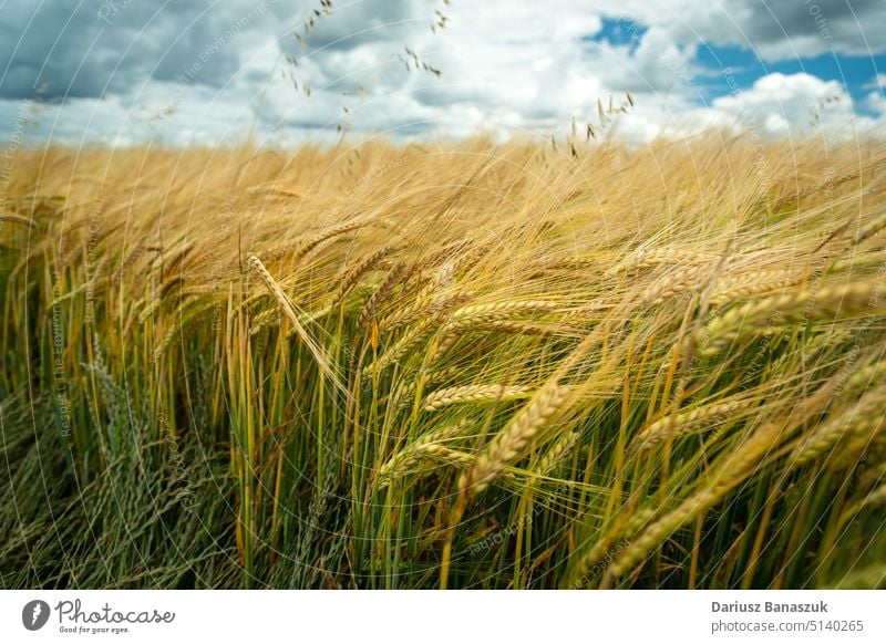 Nahaufnahme von Gerstenähren auf dem Feld und weißen Wolken am Himmel, Staw, Ostpolen Korn Ernte ländlich Natur Ackerbau Landschaft Pflanze gelb reif gold