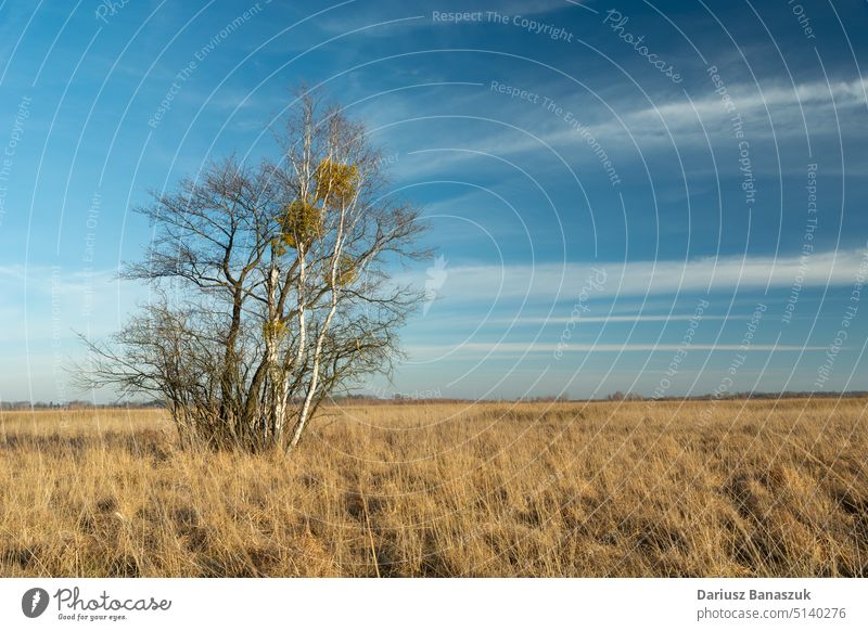 Bäume zwischen den trockenen Gräsern einer wilden Wiese und weiße Wolken am Himmel, Nowiny, Polen trocknen Gras Baum blau Natur Landschaft Cloud Saison Tag