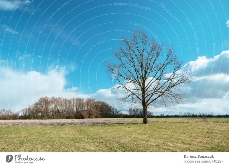 Große Eiche ohne Blätter auf der Wiese Baum Blatt Natur Himmel Landschaft grün Umwelt Saison Frühling blau natürlich groß Kofferraum Park Gras Hintergrund