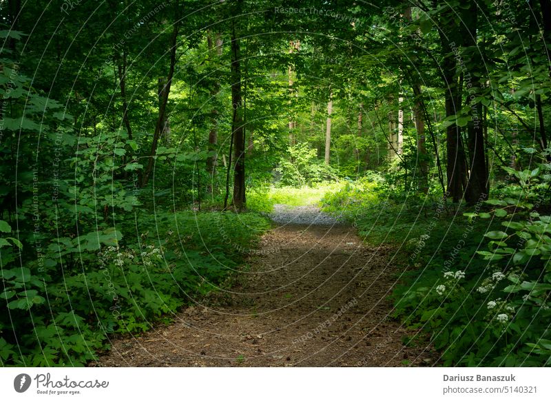 Sonnenlicht auf einem Weg in einem grünen Wald Licht Baum Holz Natur Umwelt natürlich Landschaft Laubwerk Park schön im Freien Saison Frühling Sommer Szene