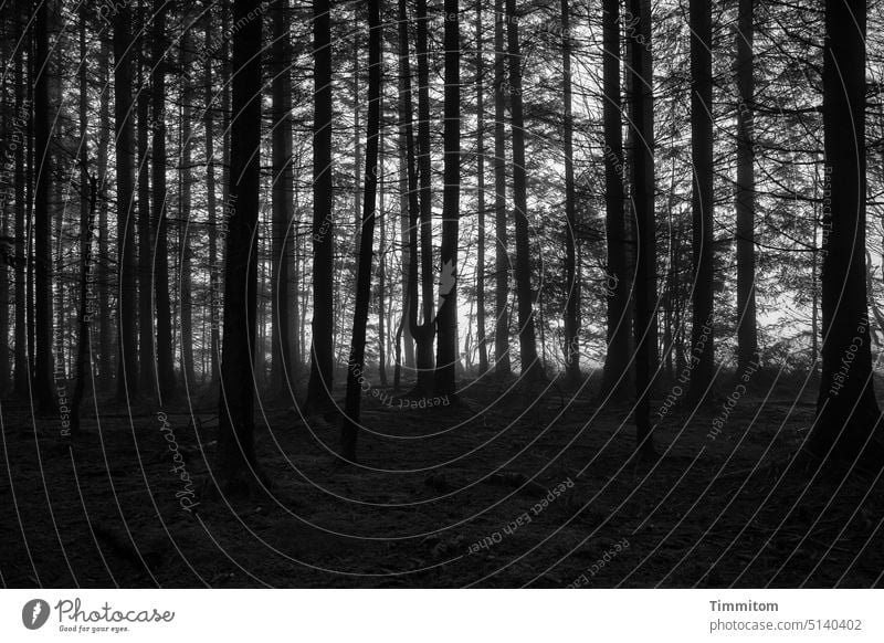 Schwarzer Schwarzwald Bäume Wald Baumstämme Zweige und Äste Fichten dunkel Himmel hell Nebel Schwarzweißfoto Menschenleer Natur Winter Außenaufnahme Waldboden