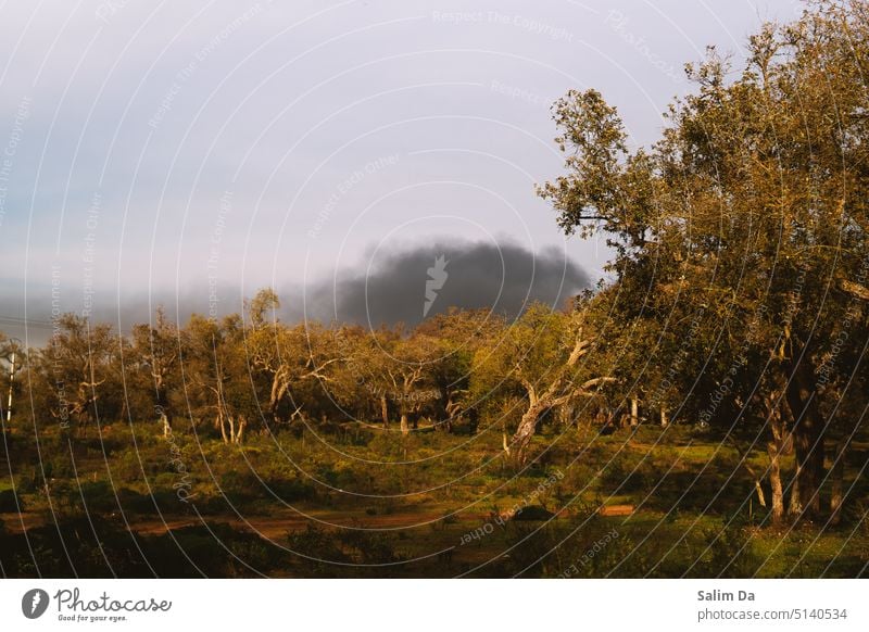 Waldkulisse Forstwirtschaft Waldspaziergang Waldstimmung Wälder Förster Natur Naturschutzgebiet Natur-Foto Naturliebhaber Naturpark Naturfotografie