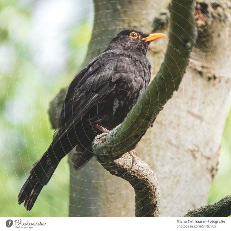 Amsel im Sonnenschein Turdus merula Tierporträt Tiergesicht Kopf Schnabel Auge Feder Flügel Vogel Wildtier Natur Sonnenlicht Baum natürlich Nahaufnahme sitzen