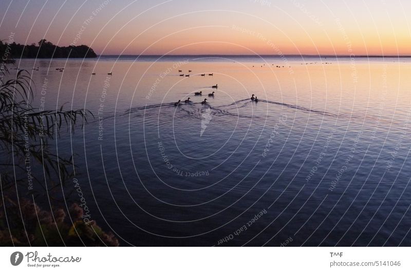 Alle meine Gänschen schwimmen ... gerade weg ... Wasservögel auf der Müritz flüchten über dem See bei Sonnenaufgang Gans Gänse Wildvögel Wasservogel Wildvogel