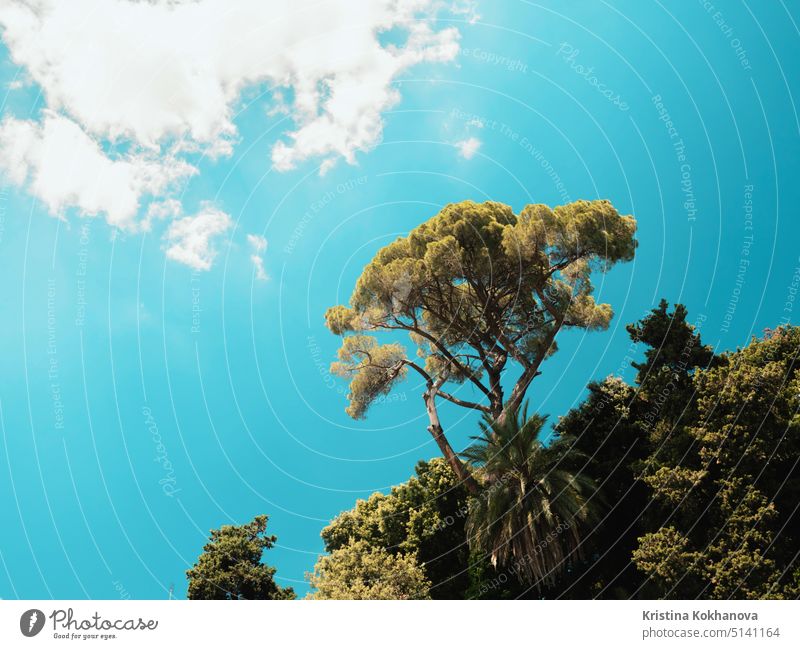 Schöner Tannenbaum auf blauem Himmel Hintergrund, Rom Italien natürlich Natur im Freien Pflanze Baum Kofferraum Holz Kiefer Römer Botanik Niederlassungen