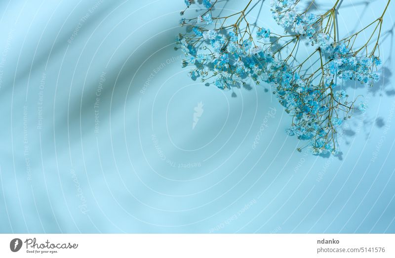 Gypsophilia-Zweig mit blauen Blüten auf blauem Hintergrund, Ansicht von oben Gypsophila geblümt Pflanze Natur Schatten niemand Blume Dekoration & Verzierung