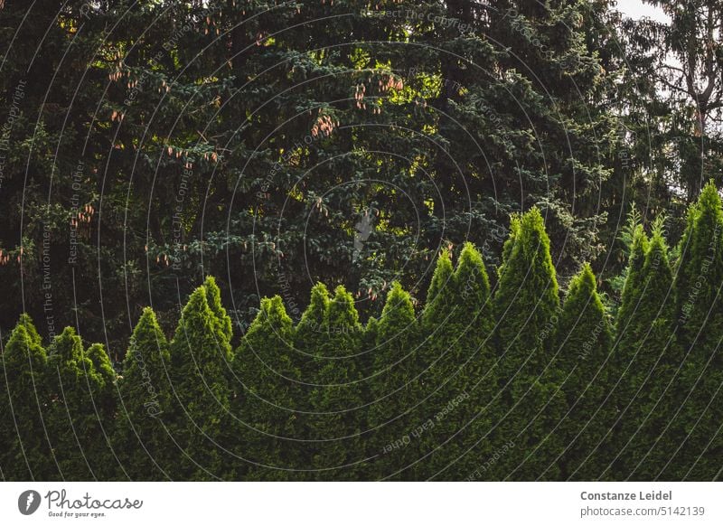 Zackenförmige Hecke, von der Sonne beleuchtet Heckenpflanze Fieberkurve Sträucher grün Natur Pflanze Grünpflanze Spitzen Garten natürlich Park Umwelt