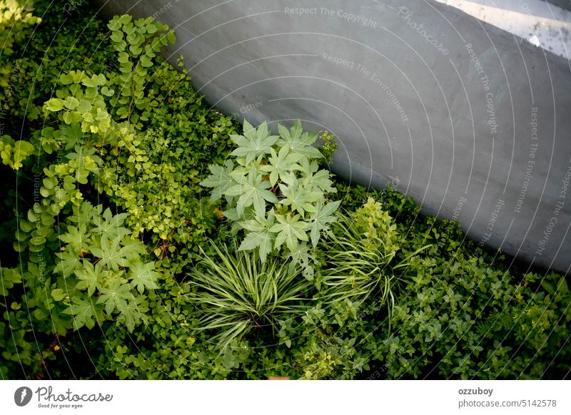 Luftaufnahme von Maniokbaum und -busch Blatt Pflanze Baum Natur Sommer Wachstum grün Hintergrund Garten natürlich Umwelt Botanik schön im Freien wachsend