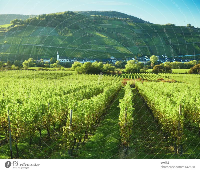 Grüne Linien Überblick Weitblick Weite Weinstock Sehnsuchtsort Weinberge Sonnenlicht Berge u. Gebirge Häuser Umwelt Fernweh Schönes Wetter Freiheit