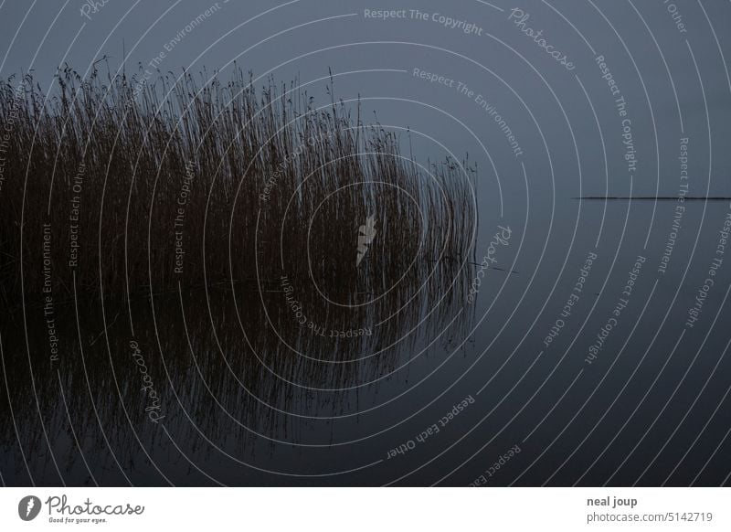 Sich im Wasser spiegelndes Schilf an spiegelglattem See in monochromer Abendstimmung Natur Ruhe Fjord einfach minimalistisch Reet still Wasseroberfläche einsam