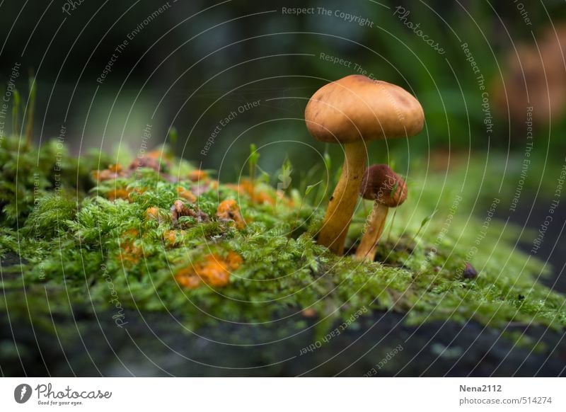 Im Schutz wachsen... Umwelt Natur Pflanze Erde Sommer Herbst Klima Wetter Schönes Wetter Gras Moos Garten Park Wald klein braun grün Pilz Pilzhut Pilzsucher