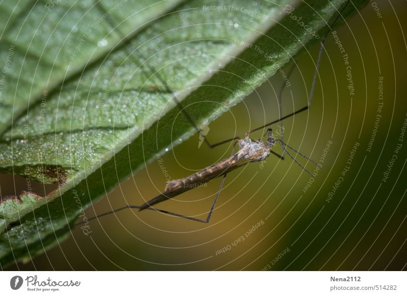 Piekst | Pause vor der Nachtschicht Umwelt Natur Tier Frühling Sommer Herbst Schönes Wetter Pflanze Blatt Garten Park Wald 1 dünn Ekel braun grün Mückenplage