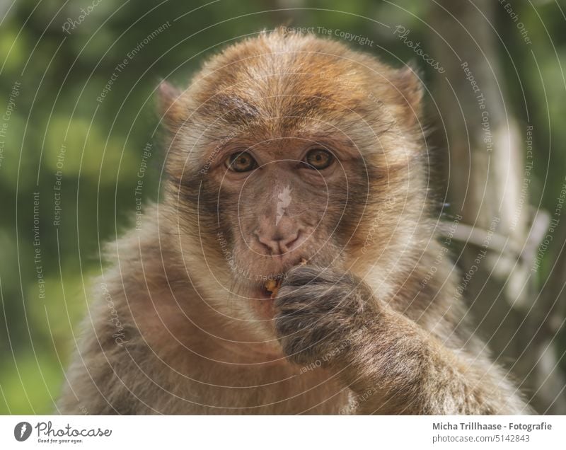 Fressender Berberaffe Berberaffen Macaca sylvanus Affen Kopf Tiergesicht Blick Gesicht Augen Ohren Nase Maul fressen knabbern kosten probieren Finger Pfote Fell