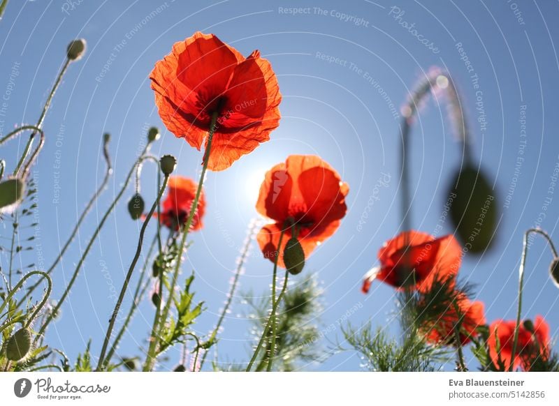 Mohnblumen im Gegenlicht, blauer Himmel Blumen Blumenwiese rot Sonnenlicht Blüten