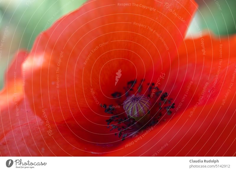 Nahaufnahme einer Mohnblüte mit blau-violettem Blütenstempel rote Mohnblume Klatschmohn Makroaufnahme kräftige Farben Detailaufnahme Detailschärfe rote Blume