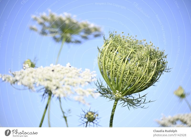 Blüten der Wilden Möhre vor blauem Himmel Wilde Möhre Wilde Möhrenblüte Sommer Sommerstimmung Kräuter Wildkräuter Blütenstand Blauer Himmel Sommerzeit